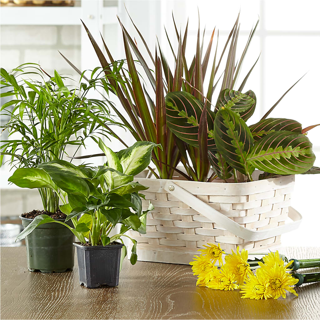 Florist Designed Blooming and Green Plants in a Basket – Floreria Mexico, Huntington Park CA