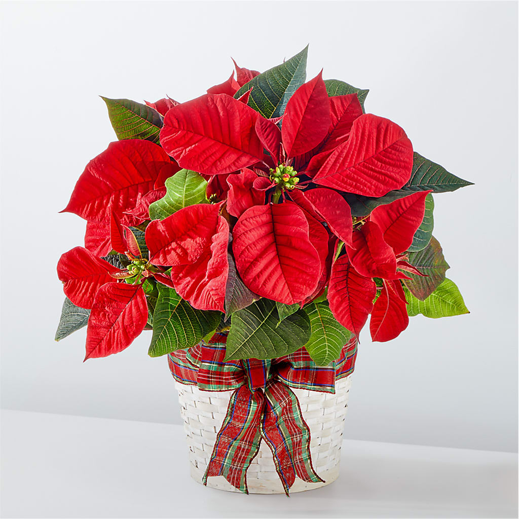 Happiest Holidays Poinsettia – Floreria Mexico, Huntington Park CA