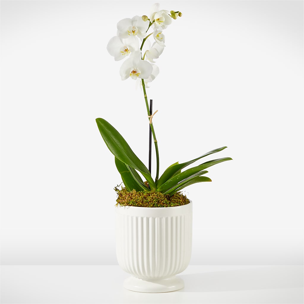 Whispering White Orchid – Floreria Mexico, Huntington Park CA