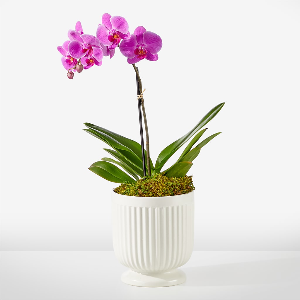 Friendly Fuchsia Orchid – Floreria Mexico, Huntington Park CA