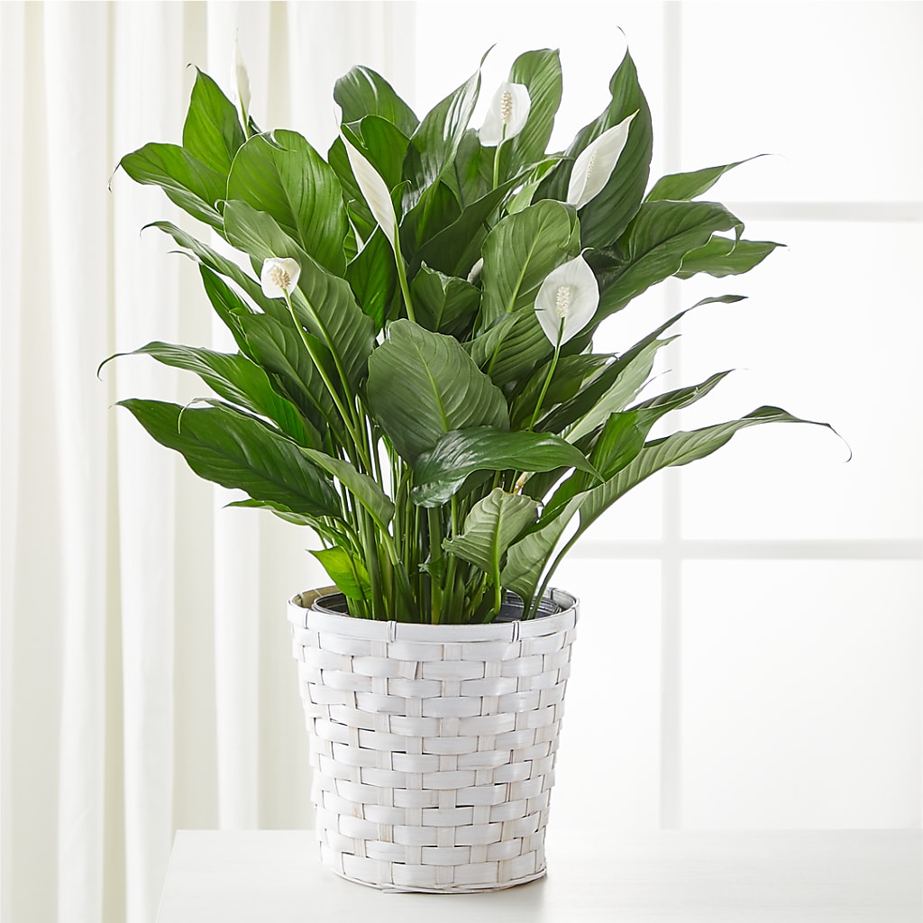 A New Leaf Peace Lily – Floreria Mexico, Huntington Park CA