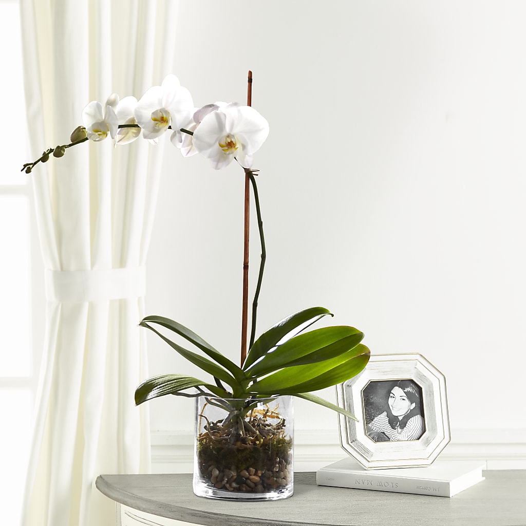 White Orchid Planter – Floreria Mexico, Huntington Park CA