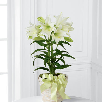 Easter Lily Plant –  Floreria Mexico, Huntington Park CA