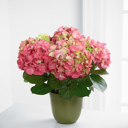 Pink Hydrangea Planter –  Floreria Mexico, Huntington Park CA