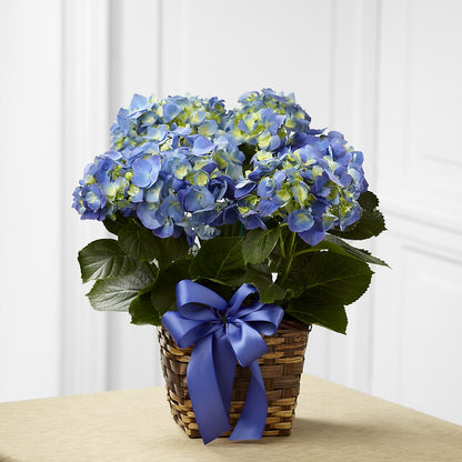 Blue Hydrangea Planter –  Floreria Mexico, Huntington Park CA