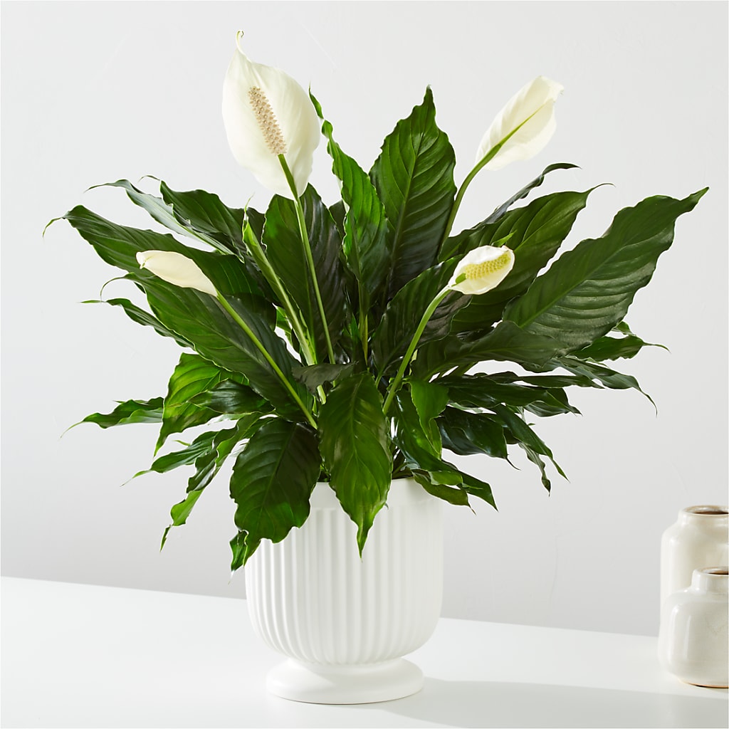 Comfort Planter –  Floreria Mexico, Huntington Park CA