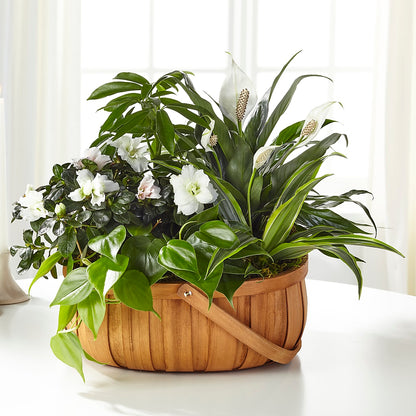 Serene Dishgarden –  Floreria Mexico, Huntington Park CA