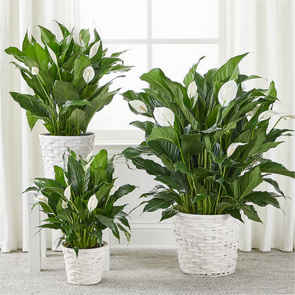 A New Leaf Peace Lily –  Floreria Mexico, Huntington Park CA