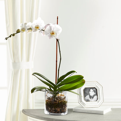 White Orchid Planter –  Floreria Mexico, Huntington Park CA
