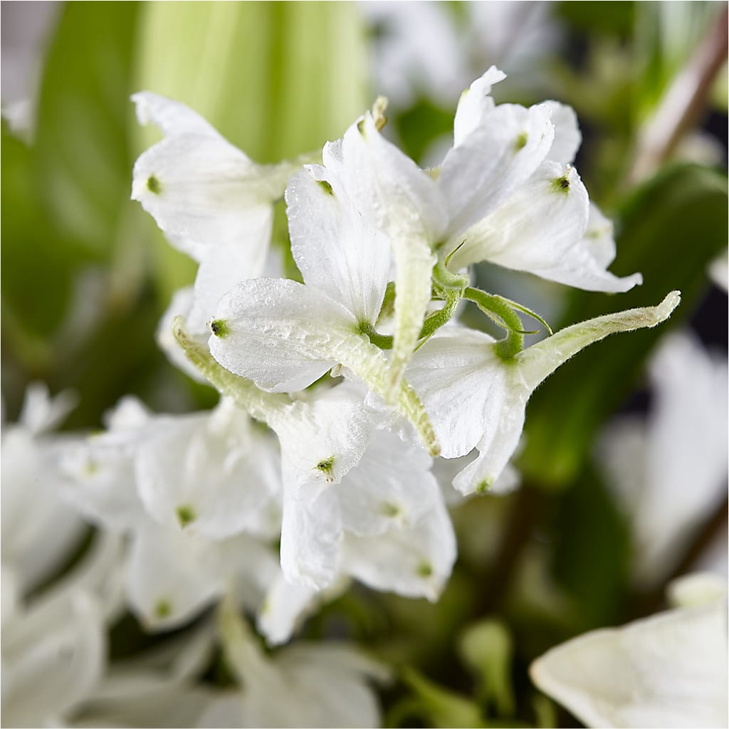 Classic Ivory – A Florist Original –  Floreria Mexico, Huntington Park CA